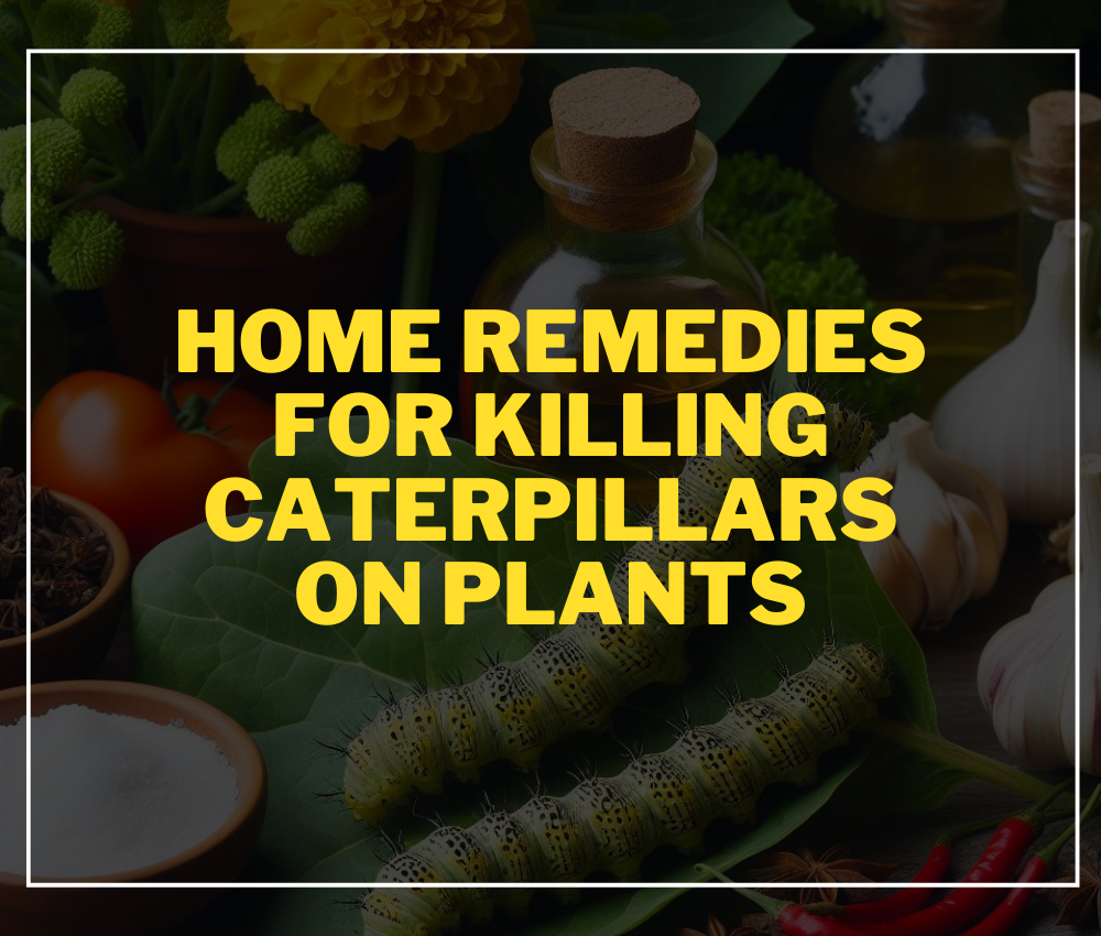 Home Remedies for Killing Caterpillars on Plants: Natural Solutions