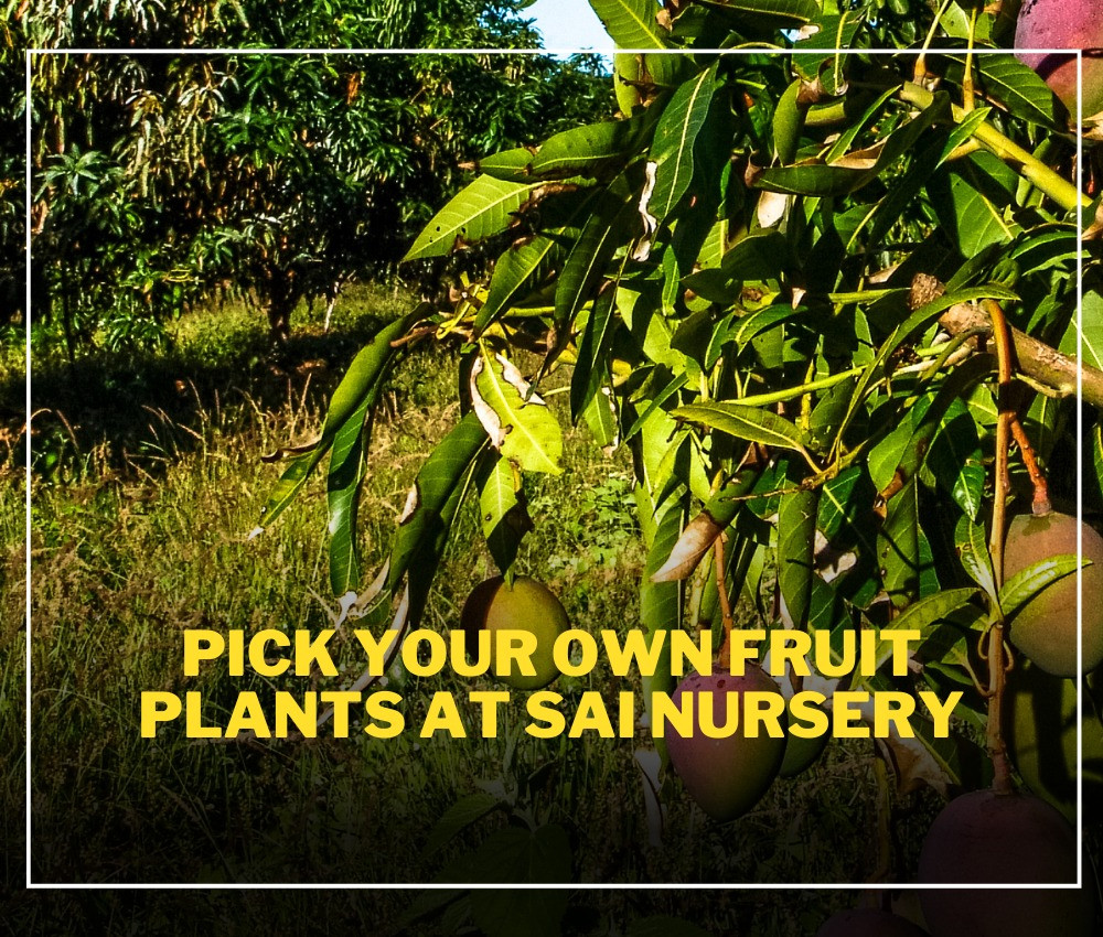 Pick Your Own Fruit Plants at Sai Nursery | Experience the Joy of Harvest