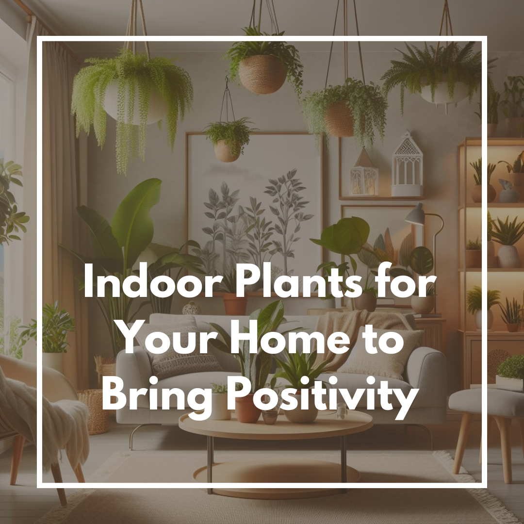 Indoor Plants for Your Home to Bring Positivity