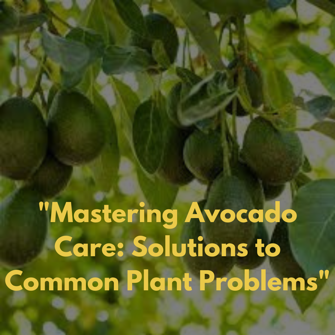 "Mastering Avocado Care: Solutions to Common Plant Problems"