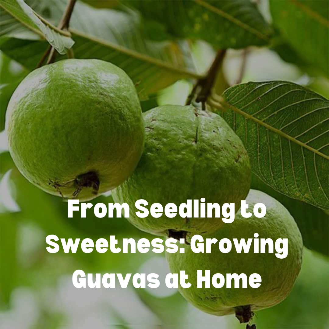 Grow Guava Plants: Easy Care Tips for Delicious Fruits | Backyard Gardening