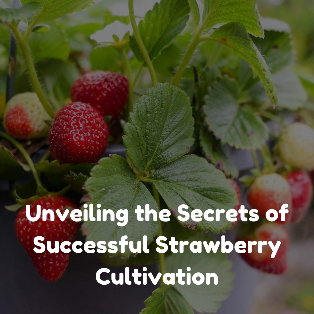 Unveiling the Secrets of Successful Strawberry Cultivation