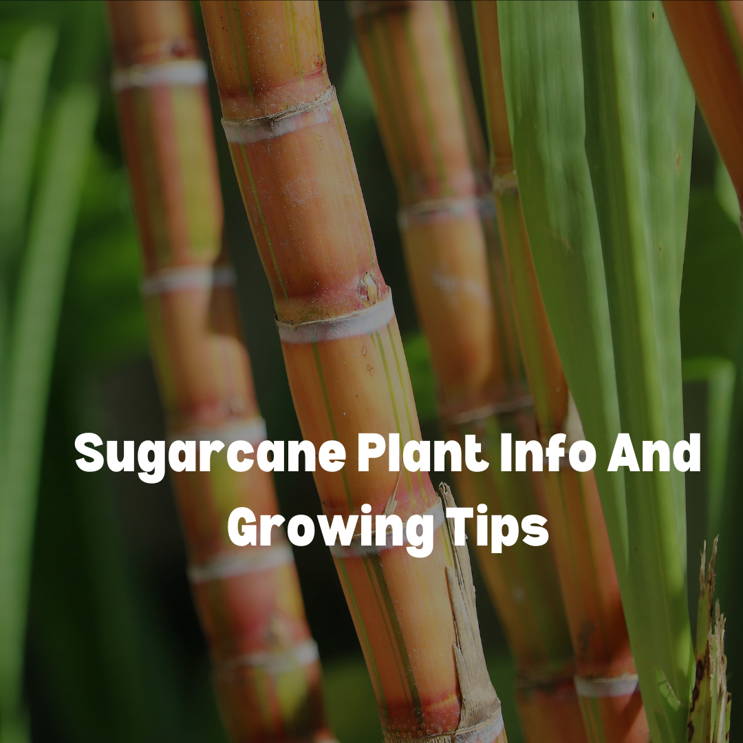 Sugarcane Plant Info And Growing Tips