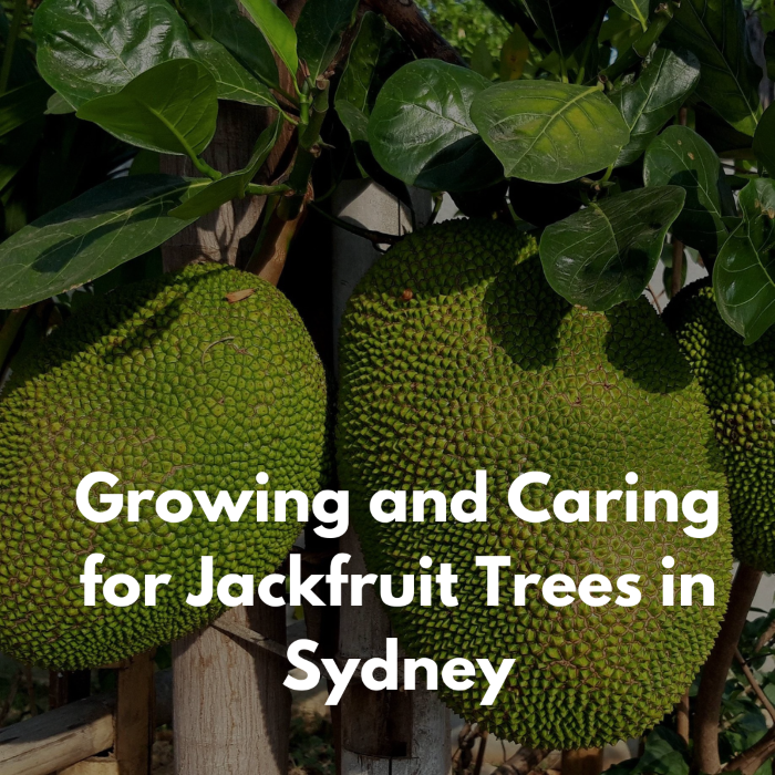 Growing and Caring for Jackfruit Trees in Sydney