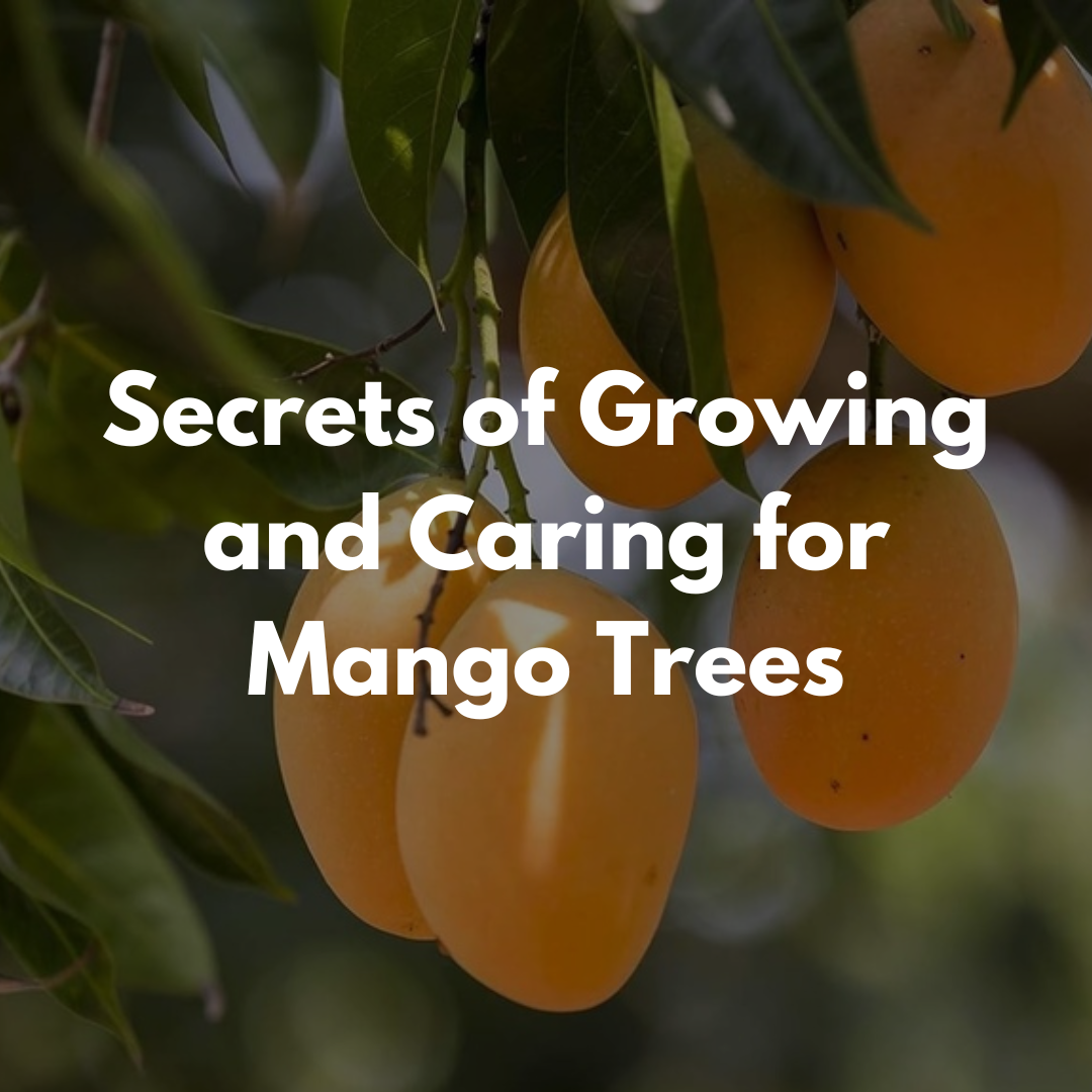 Secrets of Growing and Caring for Mango Trees