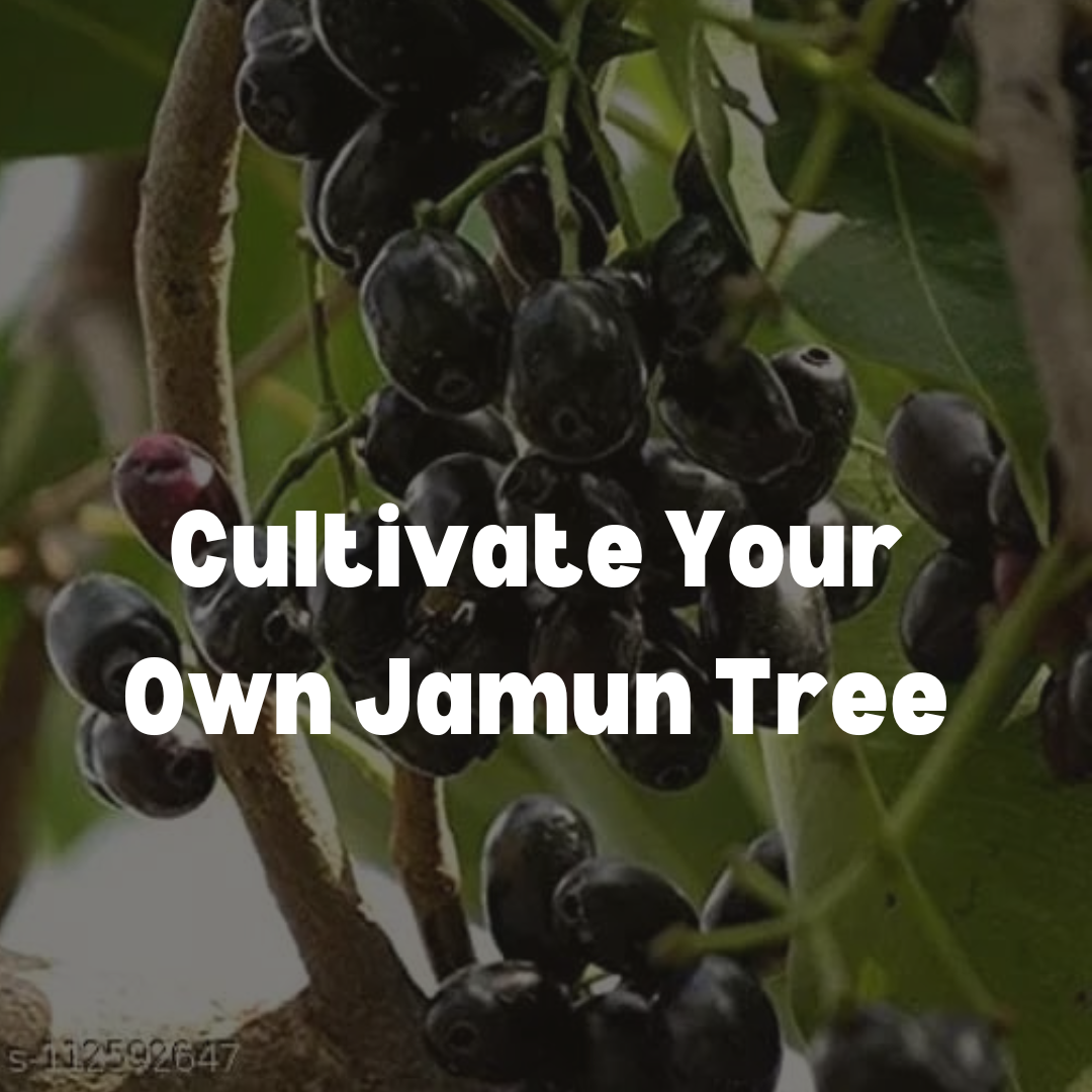 Cultivate Your Own Jamun Tree