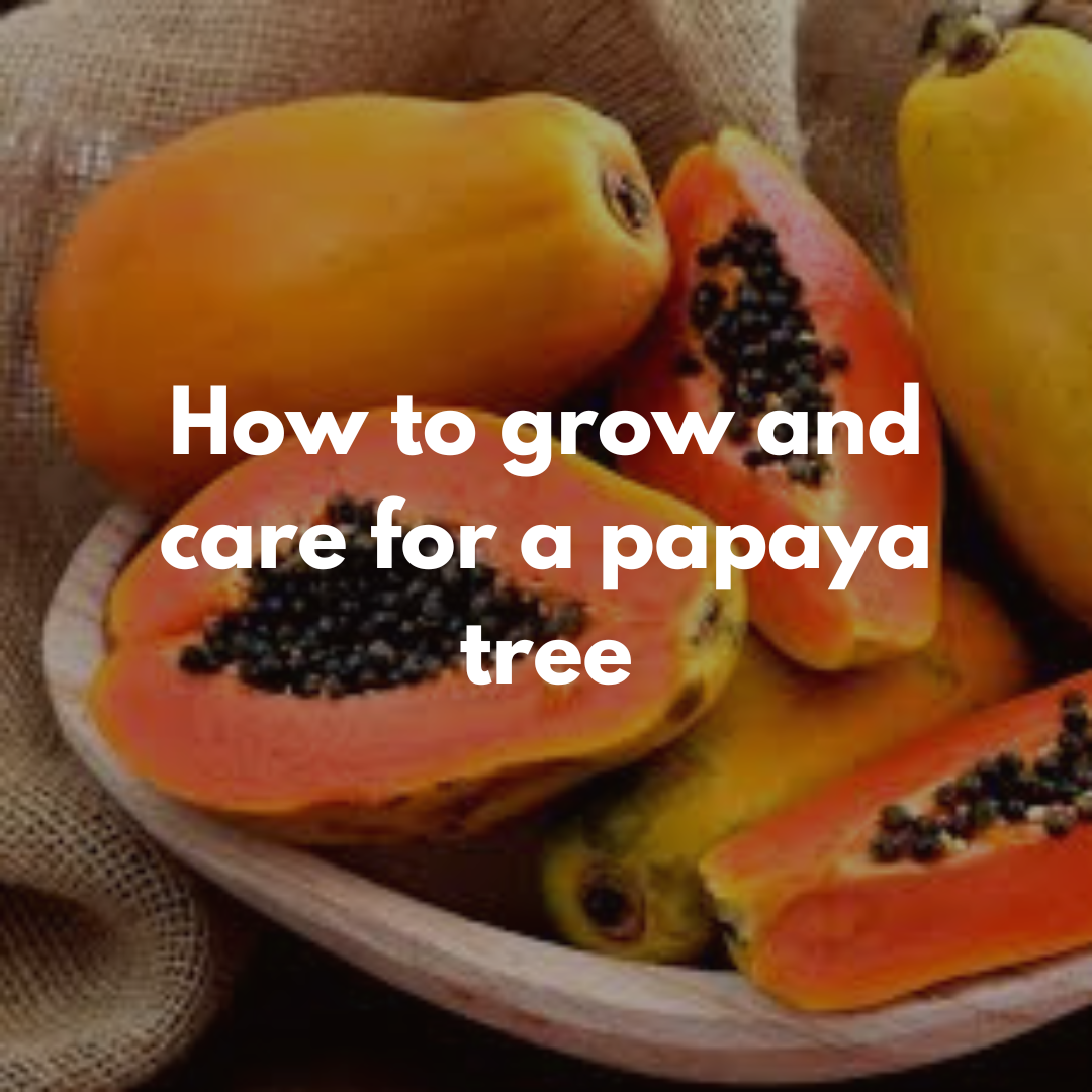 How to grow and care for a papaya tree