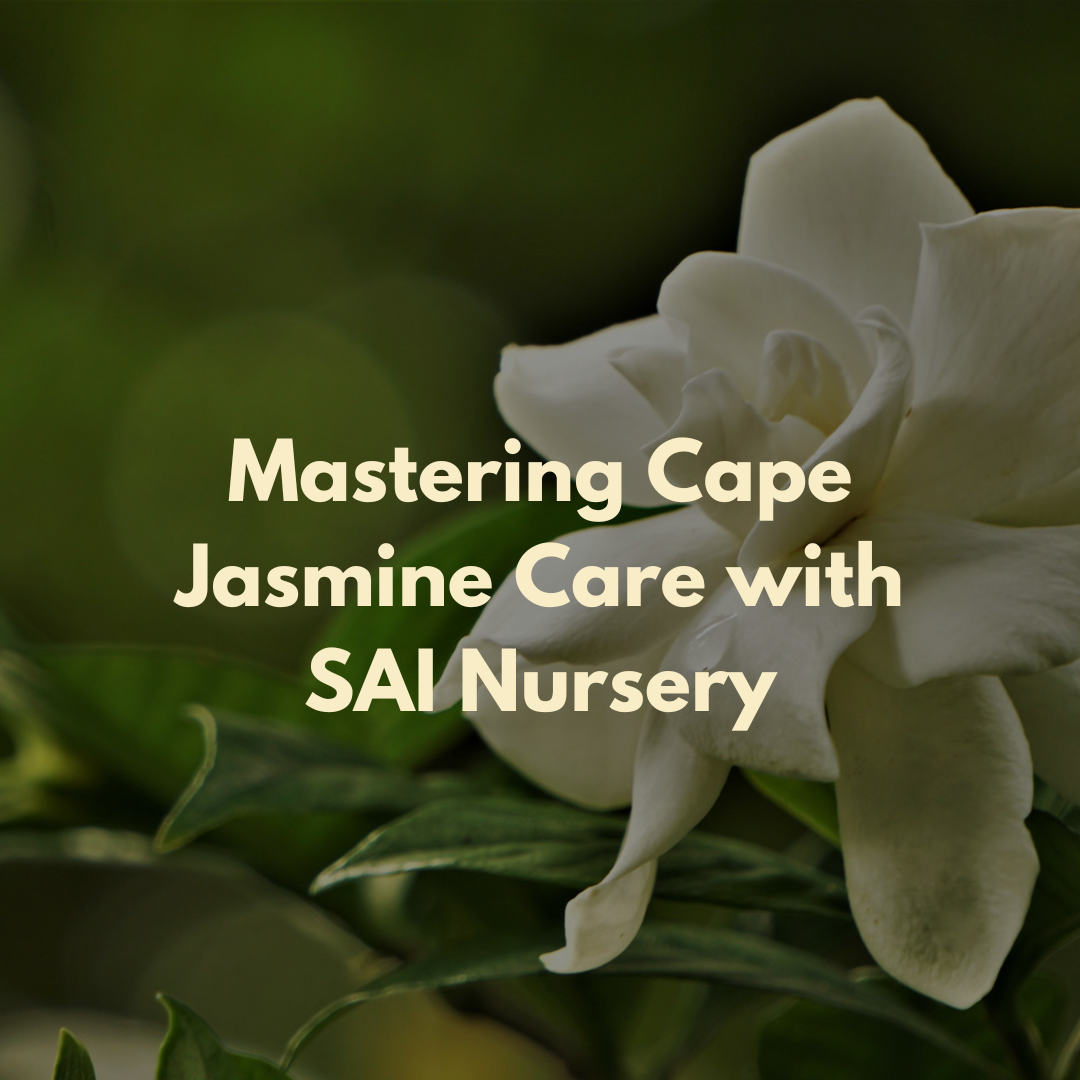 Mastering Cape Jasmine Care with SAI Nursery