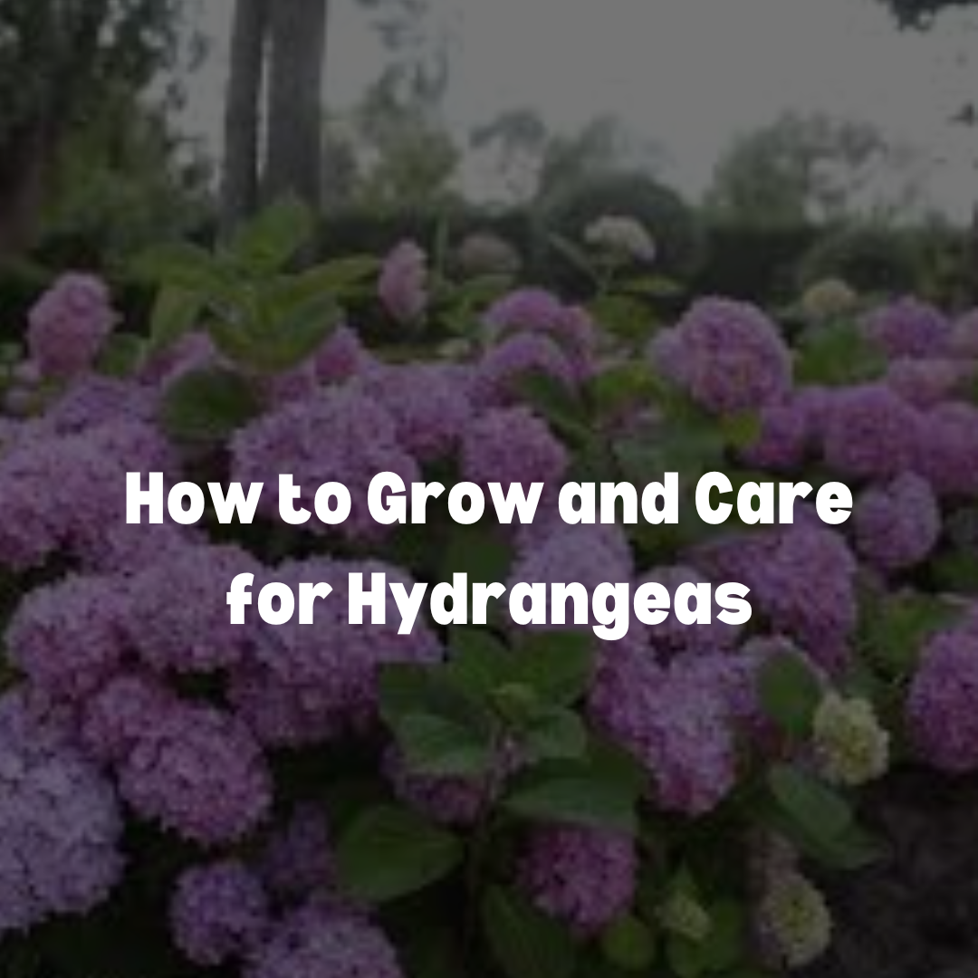 How to Grow and Care for Hydrangeas