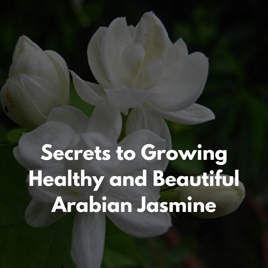 Secrets to Growing Healthy and Beautiful Arabian Jasmine