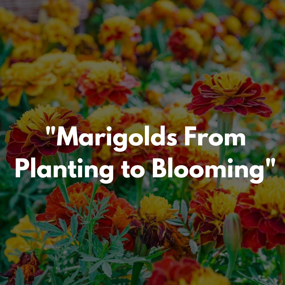 "Marigolds: From Planting to Blooming"