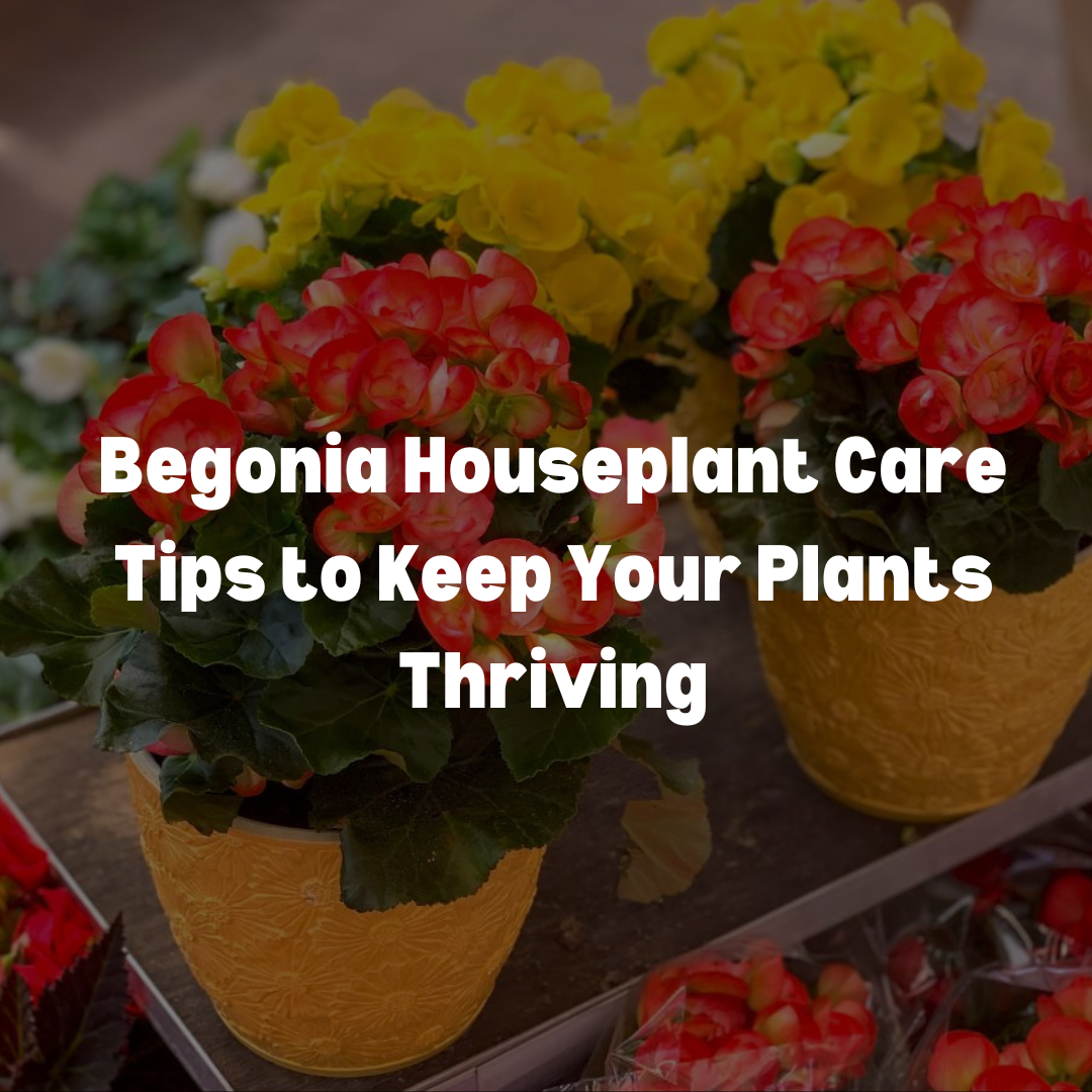 Begonia Houseplant Care Tips to Keep Your Plants Thriving