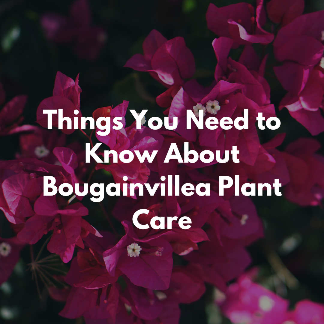 Things You Need to Know About Bougainvillea Plant Care