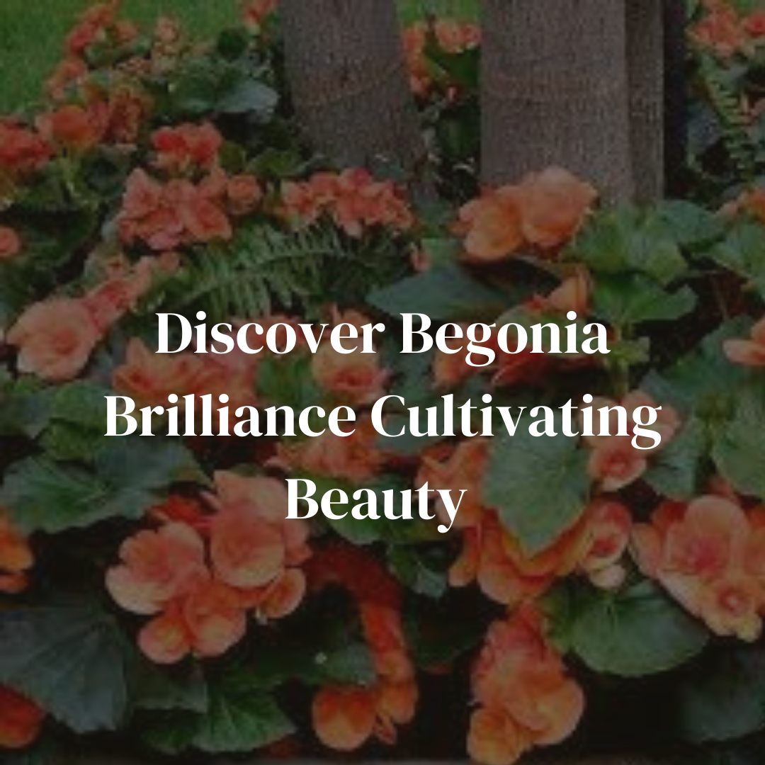 Discover Begonia Brilliance Cultivating Beauty