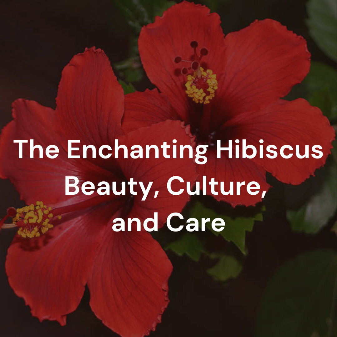 The Enchanting Hibiscus: Beauty, Culture, and Care.