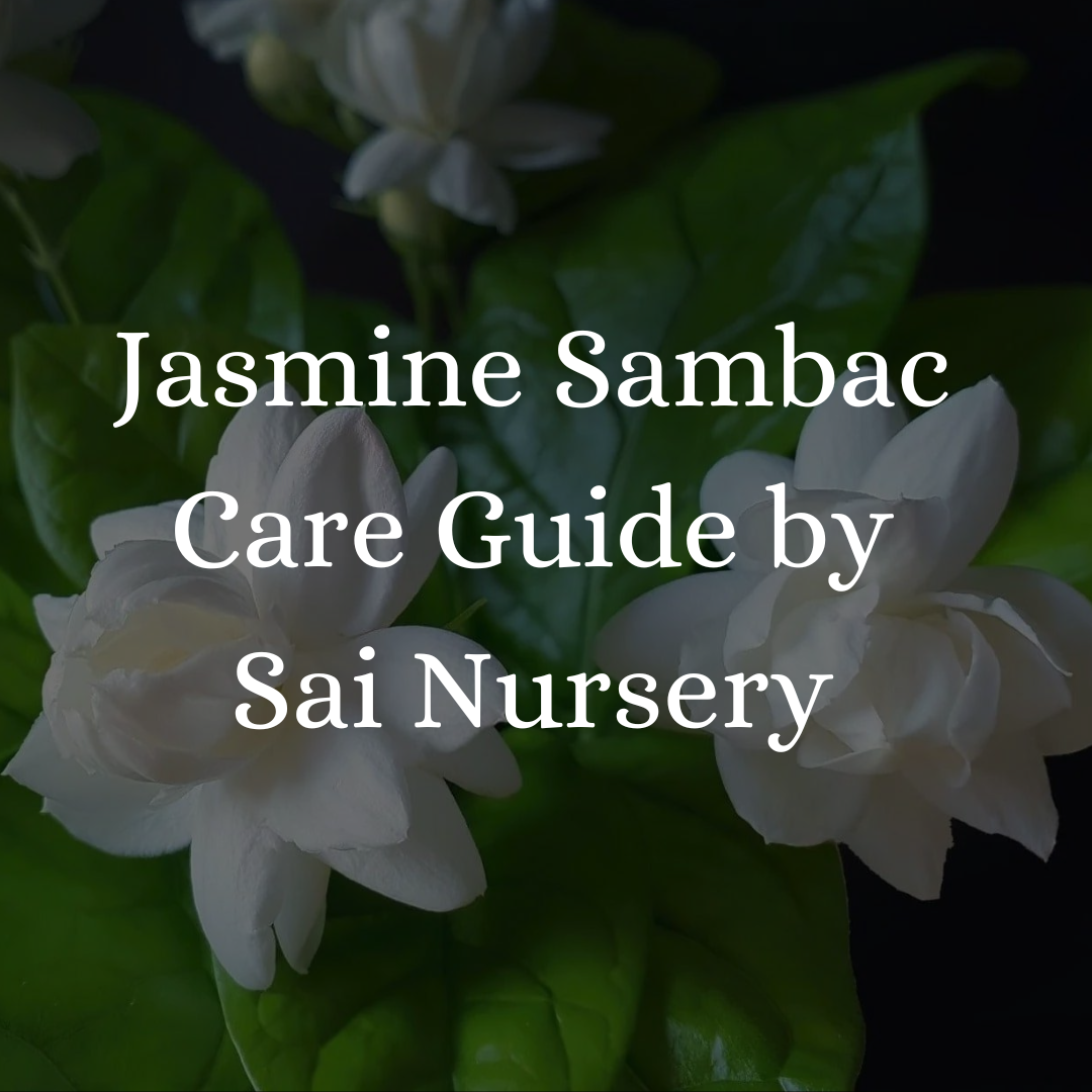Jasmine Sambac Care Guide by Sai Nursery