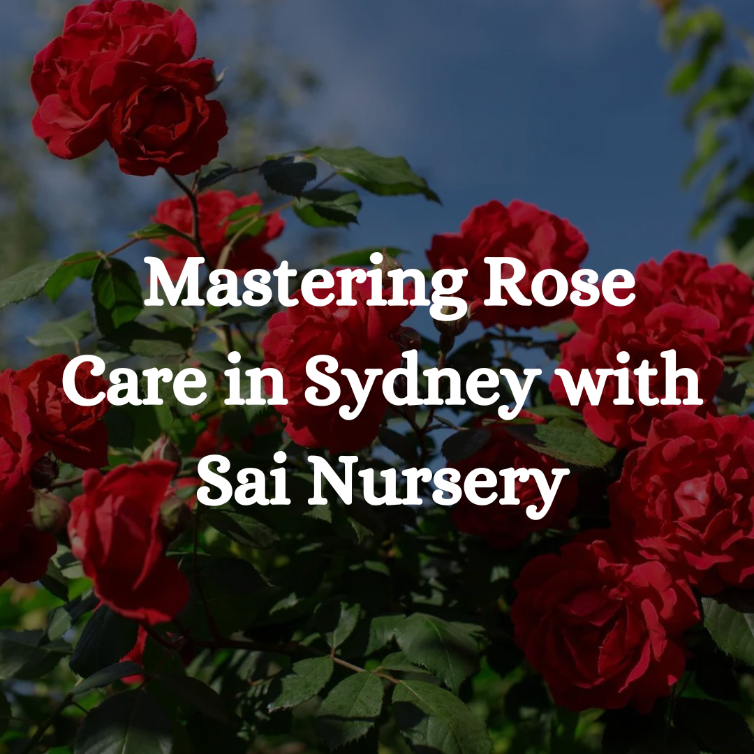 Mastering Rose Care in Sydney with Sai Nursery