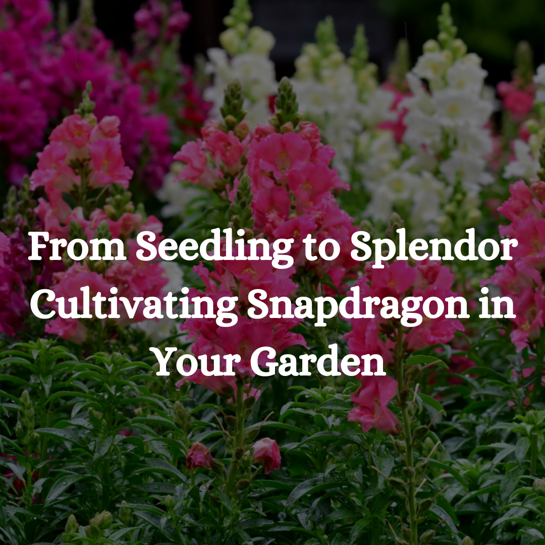 From Seedling to Splendor Cultivating Snapdragon in Your Garden