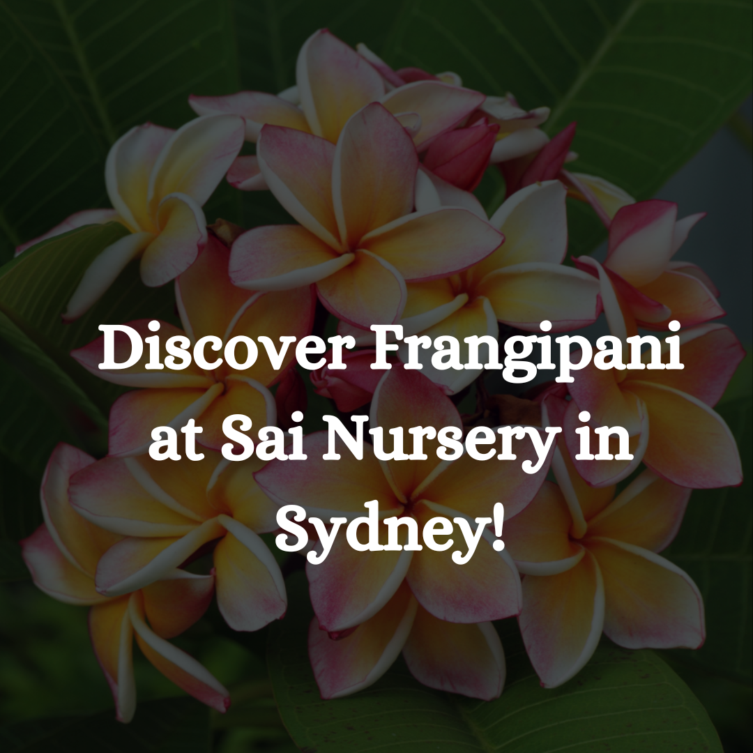Discover Frangipani at Sai Nursery in Sydney!