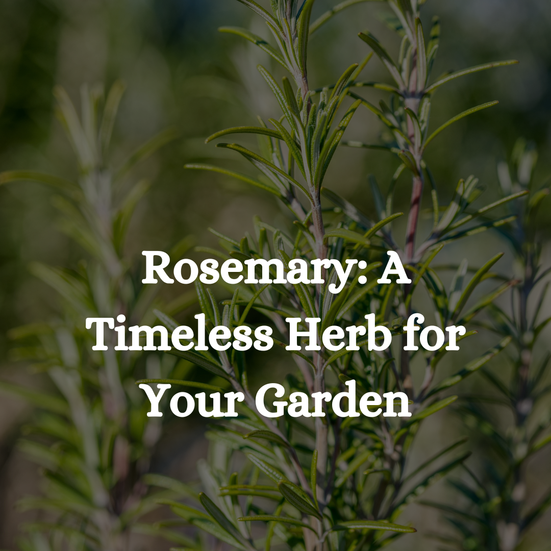 Rosemary: A Timeless Herb for Your Garden