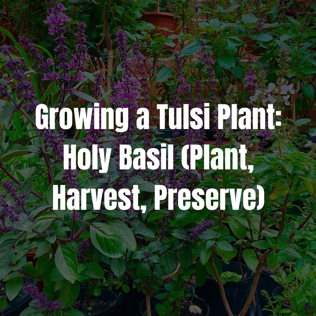 Growing a Tulsi Plant: Holy Basil (Plant, Harvest, Preserve)