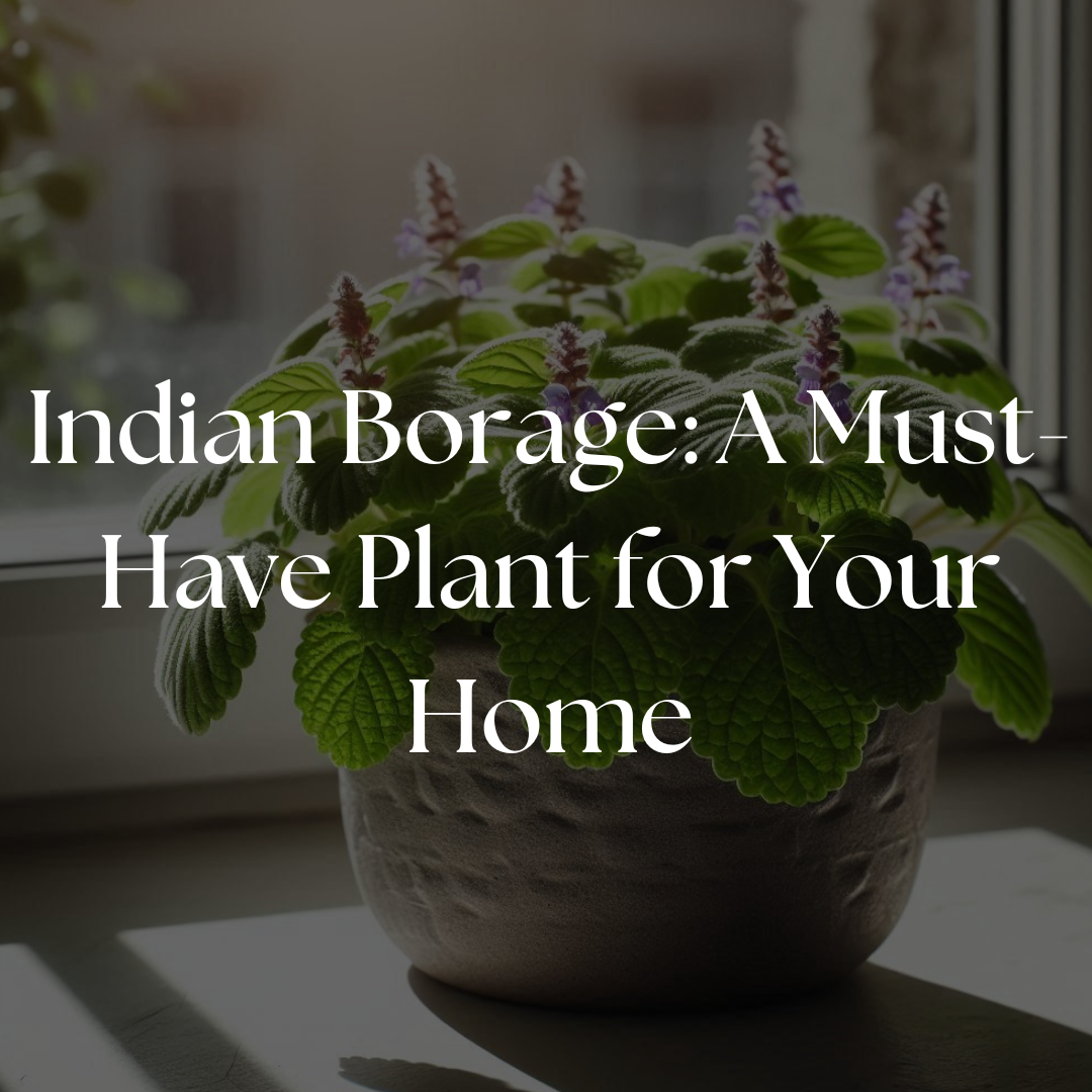 Indian Borage: A Must-Have Plant for Your Home