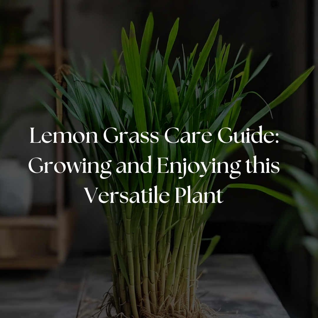 Lemon Grass Care Guide: Growing and Enjoying this Versatile Plant