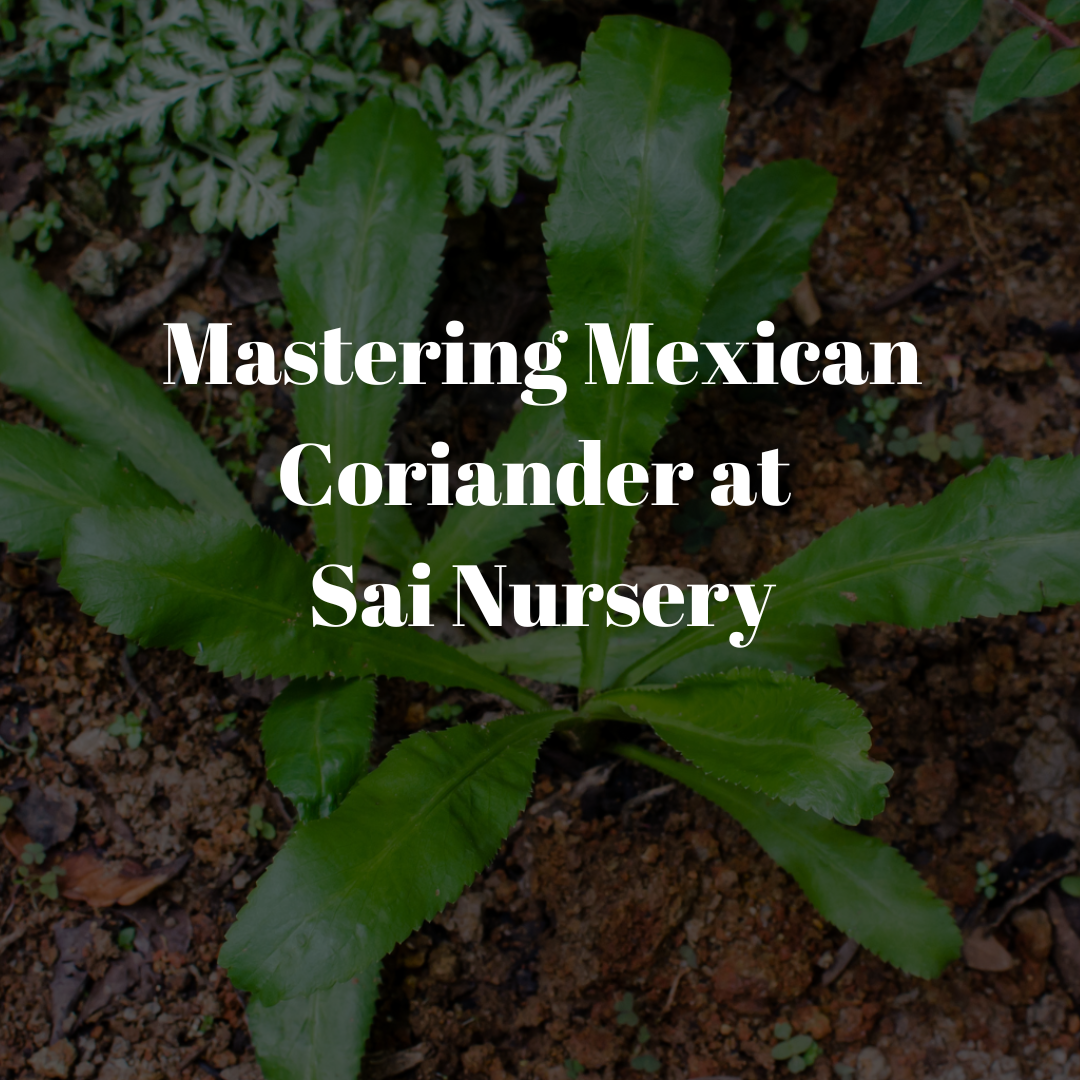 Mastering Mexican Coriander at Sai Nursery