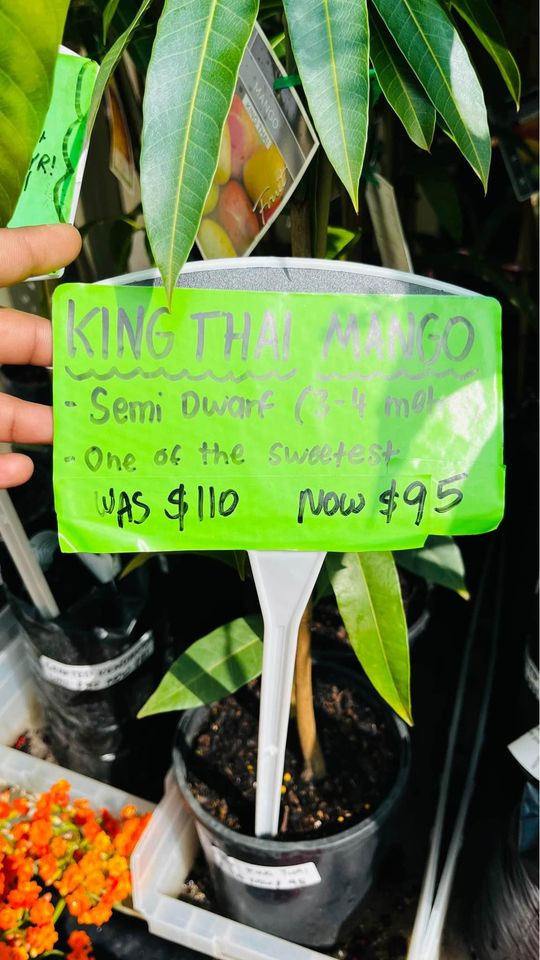 Tips for Planting and Maintaining a King Thai Mango Tree in Sydney