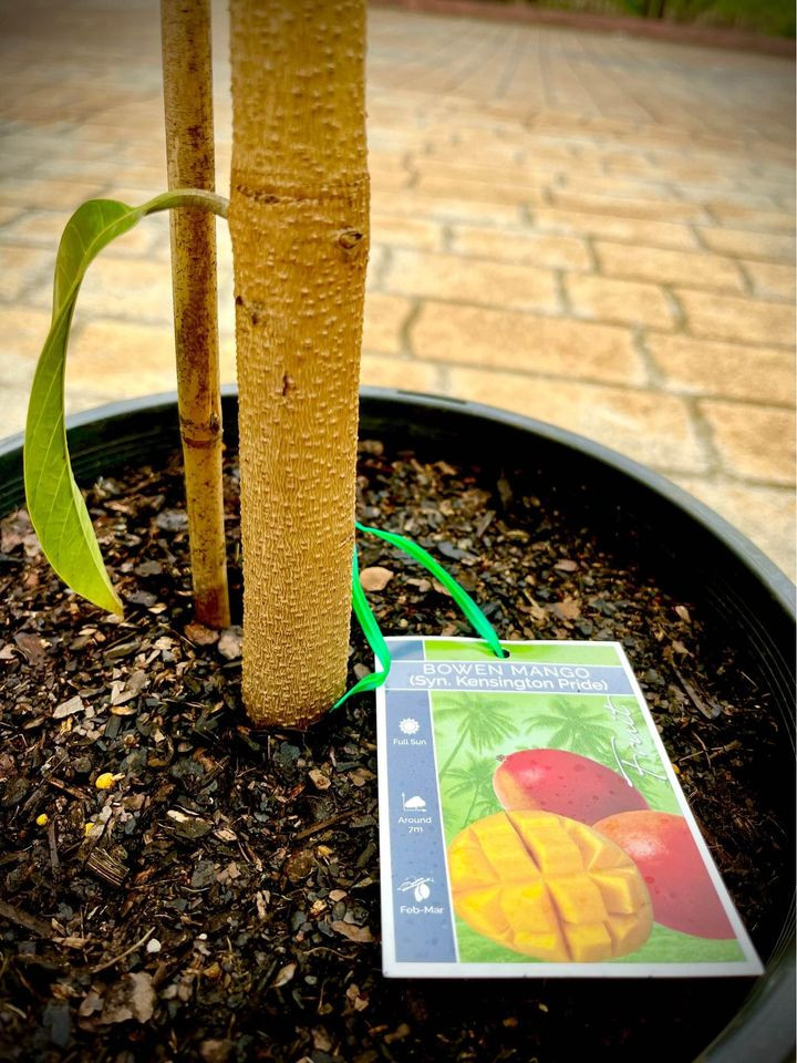 Top Tips for Planting and Caring for Kensington Red Mango Trees in Sydney