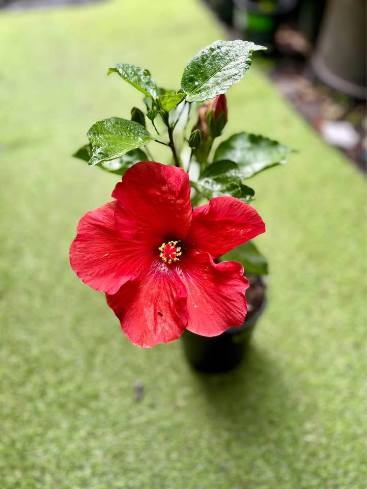 Top 5 Reasons to Choose Hibiscus Red Plants for Your Sydney Garden