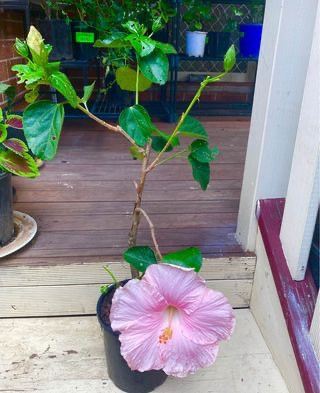 Top Tips for Thriving Pink Hibiscus Plants in Sydney Gardens