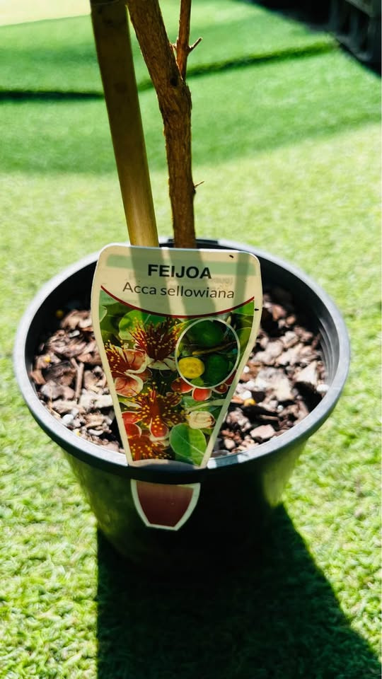 Top Reasons to Add a Feijoa Plant to Your Sydney Garden