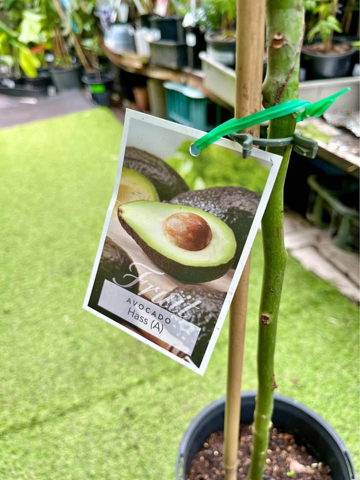 Top Tips for Growing Avocado Plants in Sydney