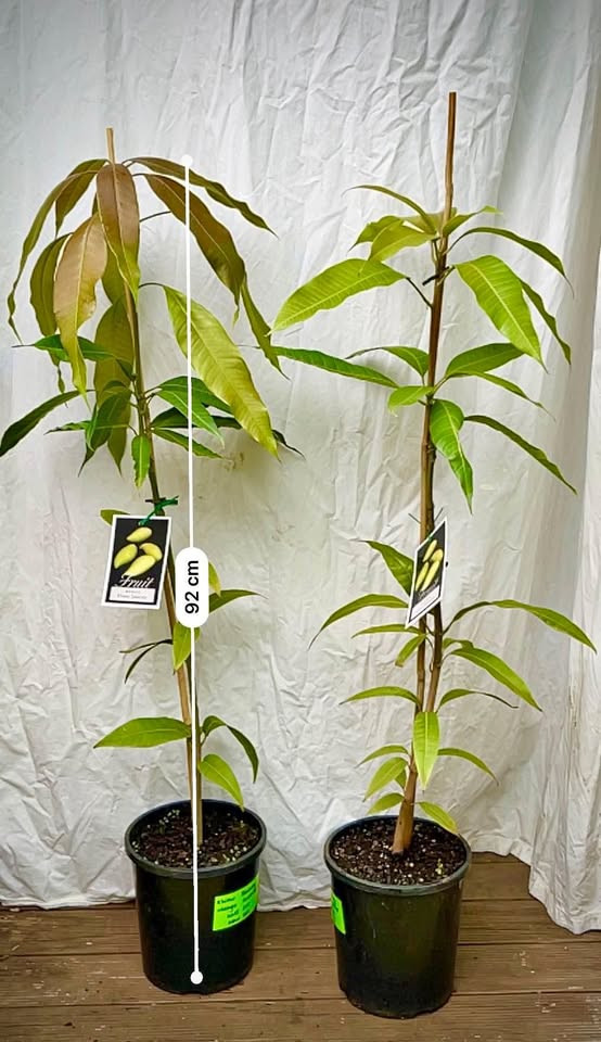 Top Reasons to Grow a Mango - Khiew Sawoey Plant in Sydney