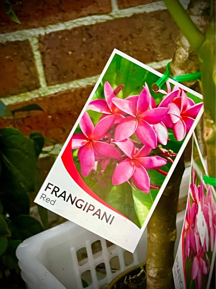 Top Tips for Cultivating Healthy Frangipani Plants in Sydney