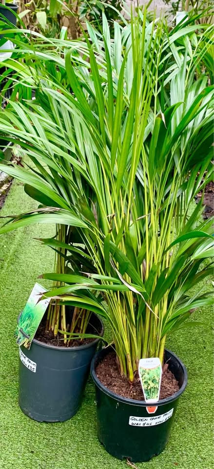 Top Tips for Growing Golden Cane Palm Plants in Sydney