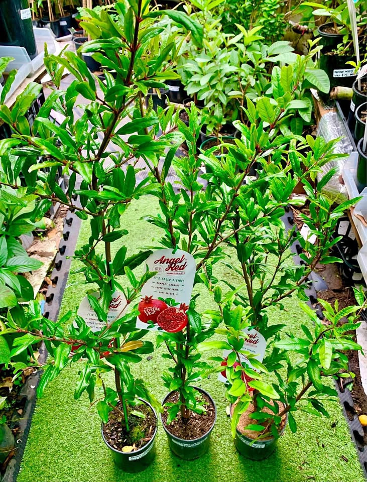 Top Tips for Thriving Pomegranate Plants in Sydney Gardens