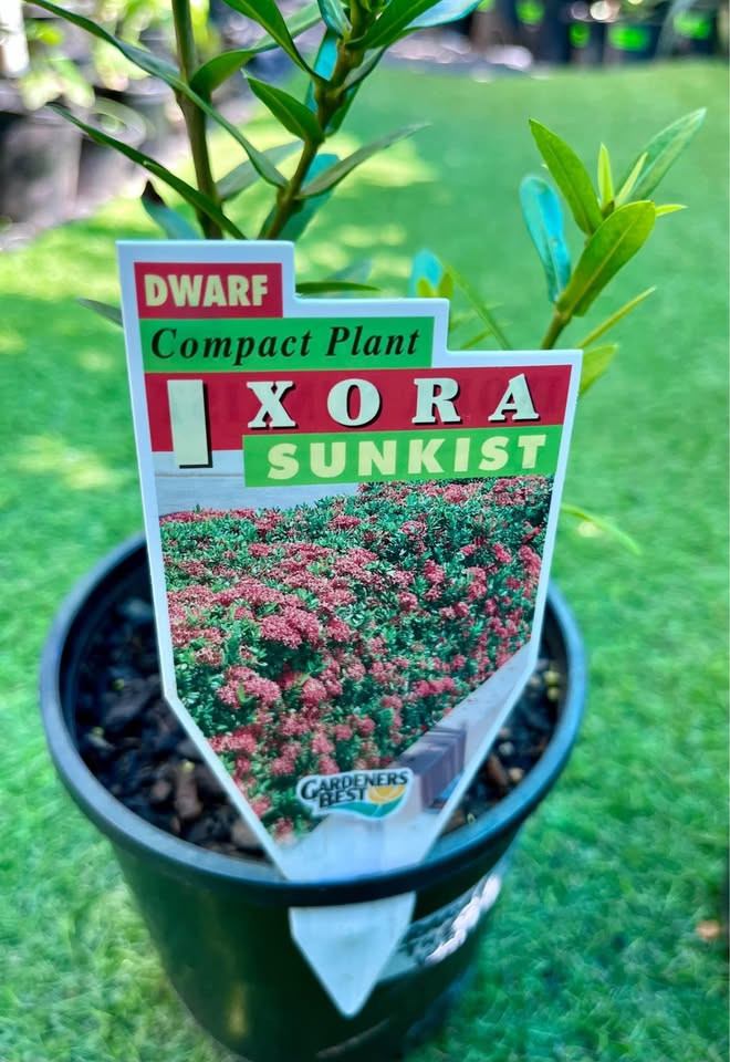 Top Reasons to Choose the Ixora Plant for Your Sydney Garden