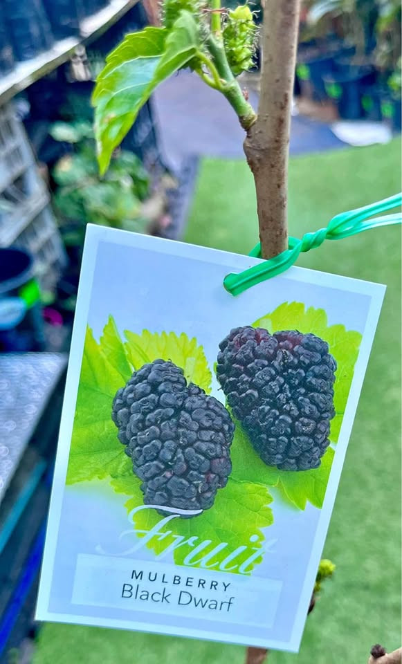 Tips and Tricks for Growing Dwarf Mulberry Plants in Sydney