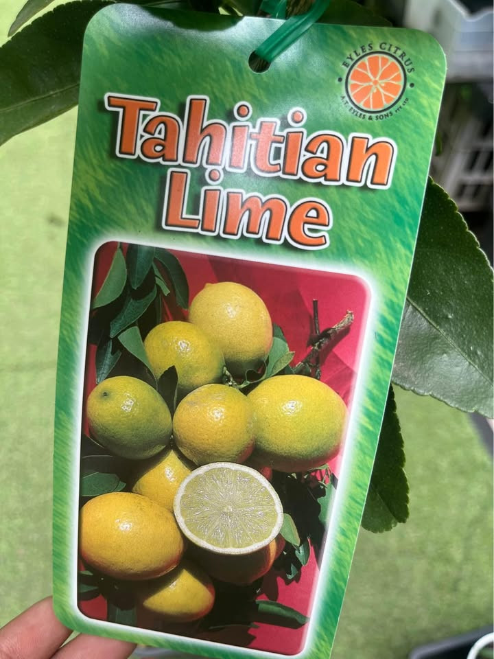 Tips for Thriving Tahitian Lime Plants in Sydney's Climate