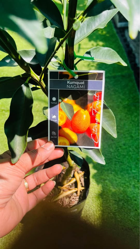 Top Benefits of Adding a Nagami Cumquat Plant to Your Sydney Garden