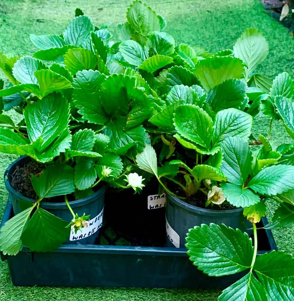 Top Benefits of Adding a Strawberry Plant to Your Sydney Backyard