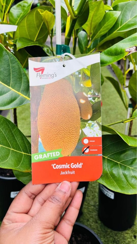 Top Tips for Thriving Jackfruit Plants in Sydney’s Soil