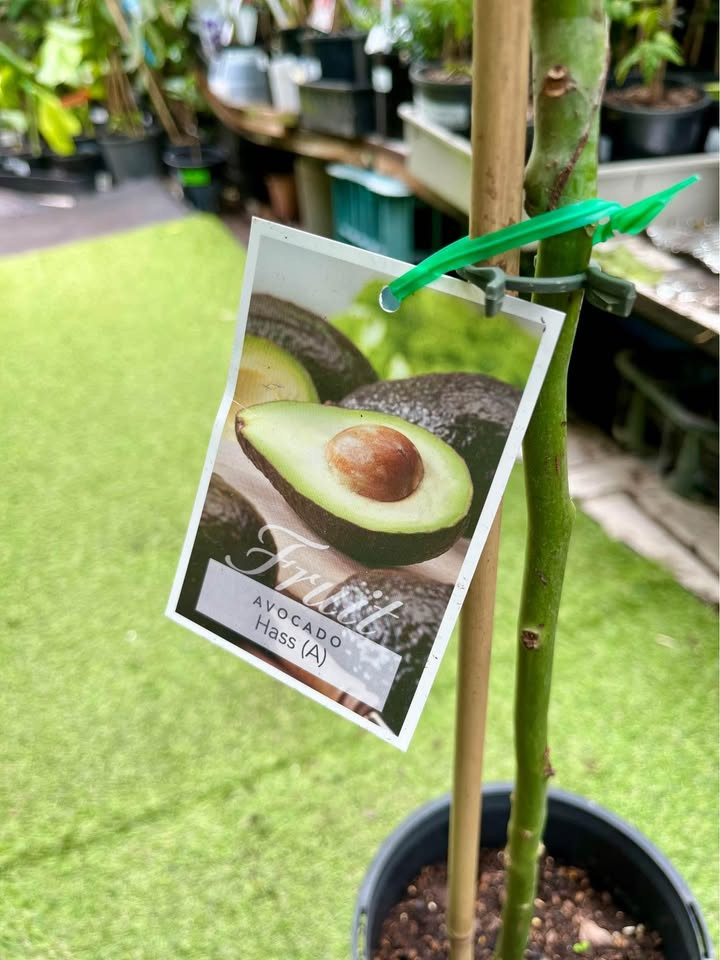 Top Care Tips for Growing Avocado Plants in Sydney Gardens