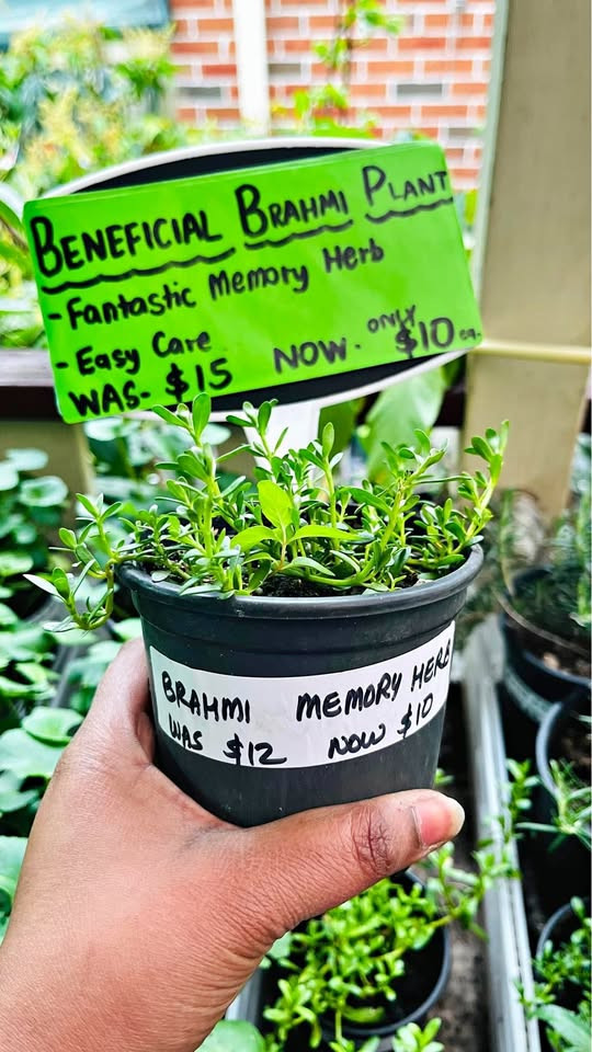 Top Reasons to Add Brahmi Plants to Your Sydney Garden