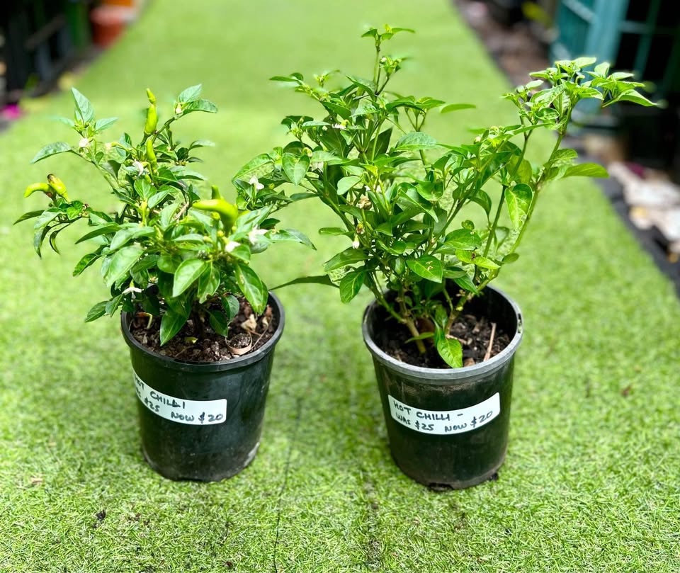 Top Chilli Varieties to Grow in Sydney Gardens