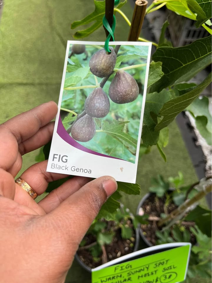 Top Reasons to Grow Fig Black Genoa Plants in Sydney Gardens