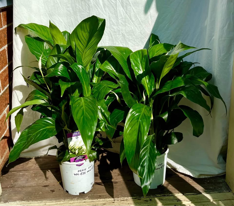 Top Benefits of Growing a Peace Lily Plant in Sydney