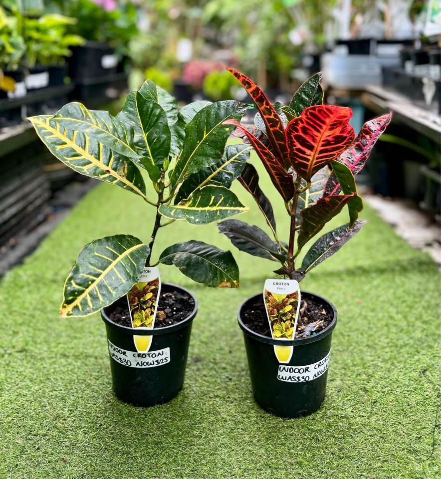 Top Benefits of Growing a Croton Plant in Sydney